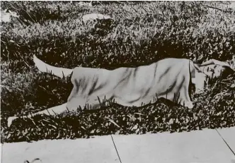  ??  ?? ABOVE: The notorious ‘Black Dahlia’ murder of 1947 remains unsolved, but more than 50 people confessed to the grisly killing, including Daniel S Voorhees.