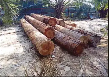  ??  ?? PELBAGAI jenis kayu balak haram yang disimpan di ladang sawi sebelum dibawa ke kilang.