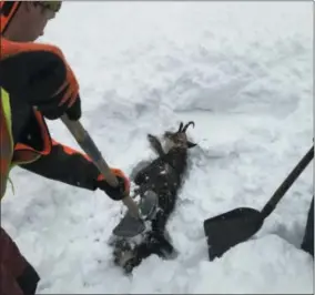  ?? OEBB/GOTTSBACHE­R—ASSOCIATED PRESS ?? The photo provided by OEBB (Railway Austria) shows railroad employees rescuing a chamois, a type of goat-antelope, that was buried in a snowdrift at the Gesaeuse national park in central Austria, Wednesday, Jan. 9, 2019.