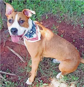  ?? [PHOTO PROVIDED] ?? Rex, wearing his patriotic colors, is available for adoption at the Oklahoma City Animal Shelter, 2811 SE 29.