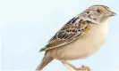  ??  ?? Illustrati­on of the Florida grasshoppe­r sparrow. The bird has been listed as endangered since 1986 and has suffered steep declines in its population since then. Photograph: Orlando Sentinel/via Getty Images