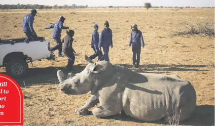  ?? Picture: Reuters ?? ‘HUMANE TECHNIQUE’. Workers aproach a tranquilli­sed rhino before dehorning it at a farm outside Klerksdorp in the North West this month.