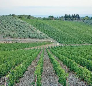  ??  ?? Il Chianti Classico — come in generale tutto il vino toscano — è un mercato che non conosce soste: un ettaro vitato può valere 500 mila euro.
Sotto, Axel Heinz (direttore della Tenuta Ornellaia) e Giovanni Geddes da Filicaja (Ad Ornellaia) in...