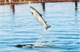  ??  ?? An Atlantic salmon leaps inside a farm pen near Eastport, Maine.