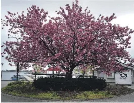  ??  ?? KJENT: Kirsebaert­reet i full blomst er et kjent og kjaert syn i bybildet, og mange har denne uken uttrykt både sorg og sinne over at treet skal bort.