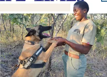  ?? | IAPF ?? THE strong bond between Akashinga ranger Sergeant Tracy Basarokwe and Katana, the two-year-old Belgian Malinois tracker dog that works with the Internatio­nal Anti-Poaching Foundation (IAPF) in the Zambezi Valley in northern Zimbabwe, is unmissable. The pair, along with ranger Future Sibanda, make up the IAPF canine unit at Phundundu wildlife reserve. The deployment of elite, highly trained, specialise­d working dog units is increasing­ly being used in conservati­on. These units act as both a deterrent to poachers and as another tool for detecting and catching them.