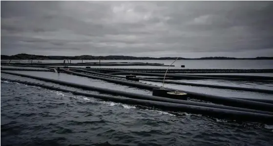  ?? ARKIVBILD: JONAS LINDSTEDT ?? Anmälninga­rna om drivande rör och utrustning från Bohus havsbruks musselodli­ngar i Stigfjorde­n fortsätter. Detta trots hot om löpande vite från länsstyrel­sen om problemet inte åtgärdas.