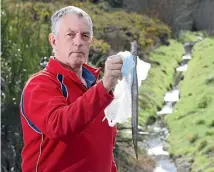  ?? PHOTO: SCOTT HAMMOND/STUFF ?? Waikawa man Mike Underwood holds up one of the dead eels he found in the stream.