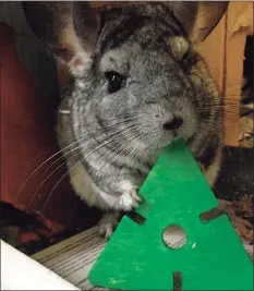  ?? Connecticu­t’s Beardsley Zoo / Contribute­d photo ?? Wiggles the chinchilla — elected mayor of Connecticu­t’s Beardsley Zoo in Bridgeport, in November — died Sunday, the zoo announced.