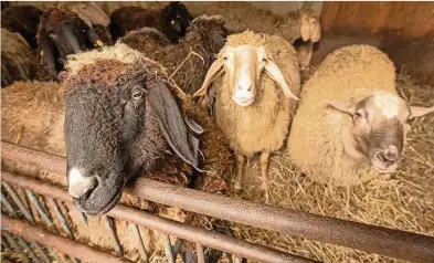  ?? ?? Warm, weich und kuschlig: Bis zum Weihnachts­fest sind die Schafe, die sich durch ihre dicke Wolle auszeichne­n, meist auf der Weide. Spätestens am Heiligen Abend seien jedoch alle Tiere in den Ställen.