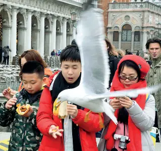  ?? (Pattaro Vision) ?? Piazza San Marco Un gruppo di turisti orientali attaccati dai gabbiani