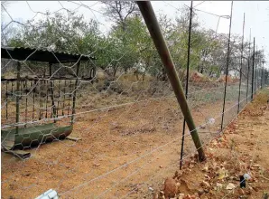  ??  ?? Om die skilderkli­pspringers in hul natuurlike habitat te beskerm het Barend die verskillen­de teelpare se territoria­le gebiede afgespan met ogiesdraad en elektriese heinings. Luislange is veral lief om hierdie bokkies te vang.