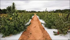  ?? AUSTIN STEELE FOR THE ATLANTA JOURNAL-CONSTITUTI­ON ?? Hemp is being grown legally in a field at the University of Georgia’s Durham Horticultu­re Farm in Watkinsvil­le. UGA is researchin­g how to grow hemp in Georgia’s climate and whether it will be viable for farmers.