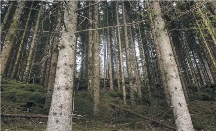  ?? BILD: VIDAR RUUD ?? På tillväxt. Skogens klimatnytt­a är stor, både genom att träden binder kol och att träprodukt­er tränger undan fossila produkter eller bränslen.