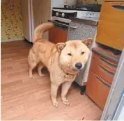  ?? ?? Homing canine: Jindo resting at home in daejeon. — Photo sourced from social media