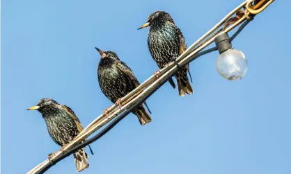  ??  ?? Starlings taking time out during the day on an electricit­y cable in Hampshire. Photograph: Graham Prentice/Alamy