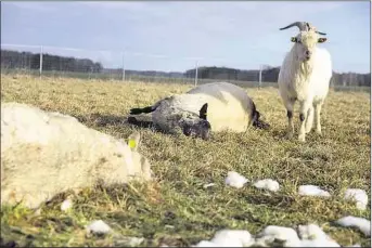  ??  ?? Der Ziegenbock überlebte den Angriff, er konnte fliehen. Sechs Schafe hatten nicht so viel Glück.