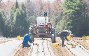  ?? GRAHAM HUGHES THE CANADIAN PRESS FILE PHOTO ?? Mexico’s ambassador said 300 Mexicans across Canada are believed to have been infected with the virus. Mexico wants assurances the situation can be controlled before more workers arrive.