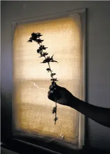  ?? Photos by Michael Macor / The Chronicle ?? Left: Alexis Bronson holds a cannabis clone branch with buds that is being dried in his facility. Below left: Bronson works among his current crop of clones.