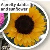  ?? ?? A pretty dahlia and sunflower