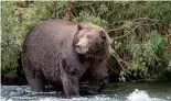  ??  ?? A grizzly bear known as “Bear 775 Lefty” looks for salmon in Katmai National Park, Alaska, the United States. — Reuters