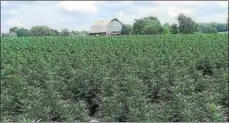  ?? NATIONAL HEMP ASSOCIATIO­N ?? Hemp grown on farms like this one in Kentucky is being pushed by supporters as a sustainabl­e crop that requires no pesticides or chemical inputs, is drought tolerant and can provide a source of tens of thousands of jobs.