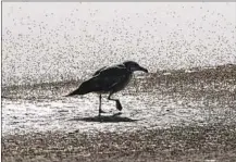  ?? Brian van der Brug Los Angeles Times ?? A GULL at Owens Lake. DWP officials say runoff could be stored undergroun­d to be used for dust abatement in summer months.