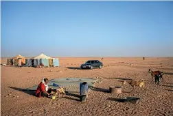  ?? AP ?? A Sahrawi nomad feeds cattle on the outskirts of Boujdour refugee camp, Algeria.