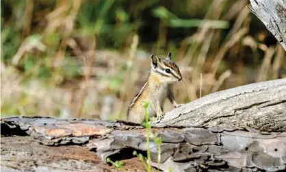  ?? Sam Judy/Alamy Stock Photo ?? The US Forest Service announced the closures ‘based on positive plague tests’ in the rodent population around hiking areas. Photograph: