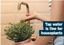  ?? ?? Tap water is fine for houseplant­s