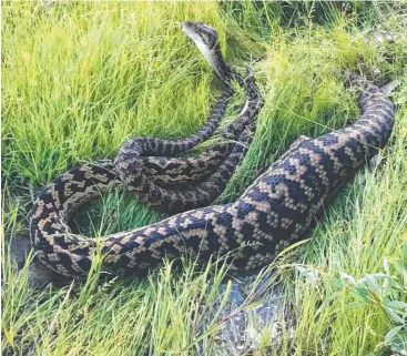  ?? Picture: JOE ABRAMS ?? SNAKES ALIVE: This four-metre snake was spotted on Reed Rd at Trinity Park.