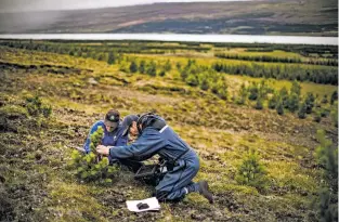  ?? JOSH HANER/THE NEW YORK TIMES ?? Larus Heidarsson, a forestry worker, and Maria Vesta, a university student, measure pine trees planted in 2004, in August in the Eastfjords region of Iceland. Despite the planting of 3 million or more trees in recent years, the amount of land that is...