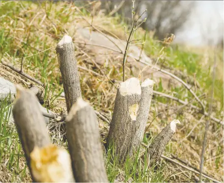  ?? MATT SMITH ?? Trees that have been felled and marked by beavers line the shore along the South Saskatchew­an River through Saskatoon.