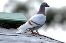  ?? Photo: Mike Knott ?? HAZARD: Toowoomba Regional Council has had to introduce new local laws because of pigeons.