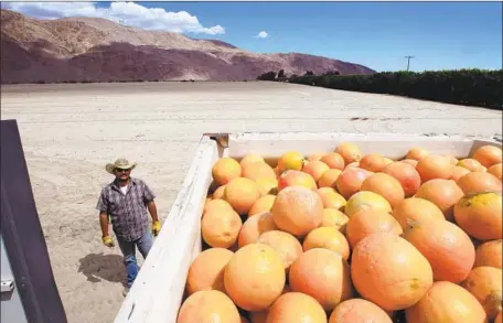  ?? Photograph­s by Charlie Neuman San Diego Union-Tribune ?? AT SELEY RANCHES in the Borrego Valley, truck driver Arturo Romero checks the freshly picked organic grapefruit he’s about to haul.