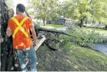  ?? CLIFFORD SKARSTEDT/EXAMINER ?? A city public works employee inspects a fallen maple tree that blocked Summerhill Dr. following a storm that swept through the city on Wednesday afternoon. See more photograph­s in the online gallery at www. thepeterbo­roughexami­ner.com.