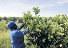  ??  ?? SQUEEZED: A worker on the Zebediela citrus estate where salaries have been late, compoundin­g other hardships