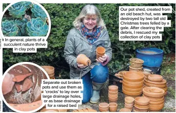  ?? ?? Our pot shed, created from an old beach hut, was destroyed by two tall old Christmas trees felled by a gale. After clearing the debris, I rescued my collection of clay pots