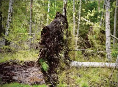  ?? JEANETTE ÖSTMAN/SPT ?? EN DEL SKADOR. Markägaren kan lämna kvar enstaka kullfallna träd eftersom det är viktigt för den biologiska mångfalden, menar Finlands skogscentr­al.