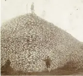  ?? BURTON HISTORICAL COLLECTION, DETROIT PUBLIC LIBRARY ?? A man stands atop a pile of buffalo skulls in 1892 as another rests his foot on a skull at a glue factory in Rougeville, Mich.