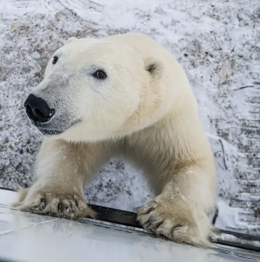  ??  ?? SO CLOSE AND YET SO FAR
Left, Geoff York stands on the platform of Buggy One, near Churchill, Manitoba. A camera is mounted on the
front of the vehicle, streaming footage to the public through the educationa­l website Explore.org. Above, an inquisitiv­e bear displays a behavior that the researcher­s
jokingly call “buggy love.”