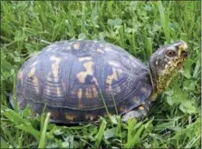  ?? KATRINA SMITH — MID-ATLANTIC TURTLE & TORTOISE SOCIETY VIA AP ?? This photo provided by Katrina Smith of the Mid-Atlantic Turtle & Tortoise Society shows an Eastern Box turtle.