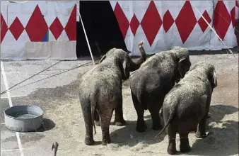  ?? ?? Les trois éléphantes de Medrano, hier à Nice.