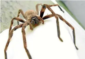  ??  ?? Spiders, snakes and crocodiles are only a few of the scary inhabitant­s of Australia.