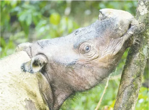  ?? KAISA SIREN / LEHTIKUVA files ?? Rhinos became extinct in Malaysia following the death of Iman, a Sumatran rhinoceros, last November. Scientists are hoping to bring the mammal back to the Southeast Asian country using tissue from Iman and two other dead rhinos.