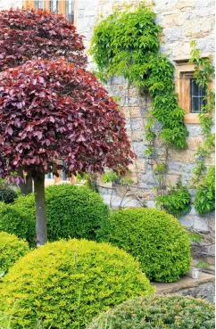  ??  ?? The topiary garden, with a maroon mound of purple beech, underplant­ed with vivid green globes of Enkianthus perulatusa.