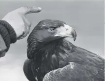  ??  ?? Goldie the Golden Eagle, who escaped from London Zoo on this day in 1965, after being recaptured a week later