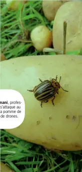  ??  ?? Karem Chokmani, professeur à l’INRS, s’attaque au doryphore de la pomme de terre à l’aide de drones.