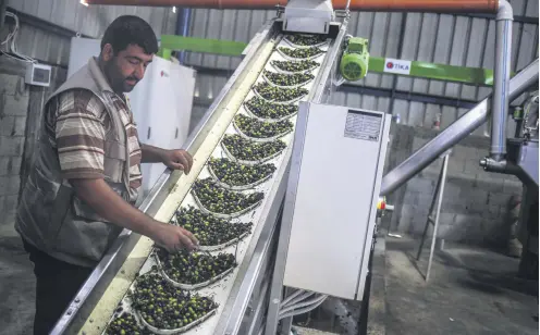  ??  ?? From an olive oil processing plant to food aid, TİKA helps Palestinia­ns sustain their daily lives under Israeli oppression.