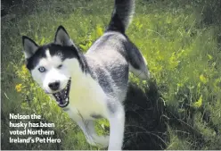  ??  ?? Nelson the husky has been voted Northern Ireland’s Pet Hero